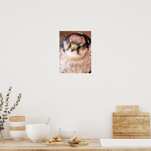 POSTER LANNER FALCON BIRD (Cuisine)