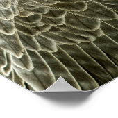 Poster Lanner Falcon perché (Coin)