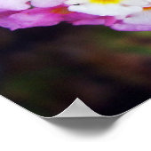 Poster Lantana (Coin)