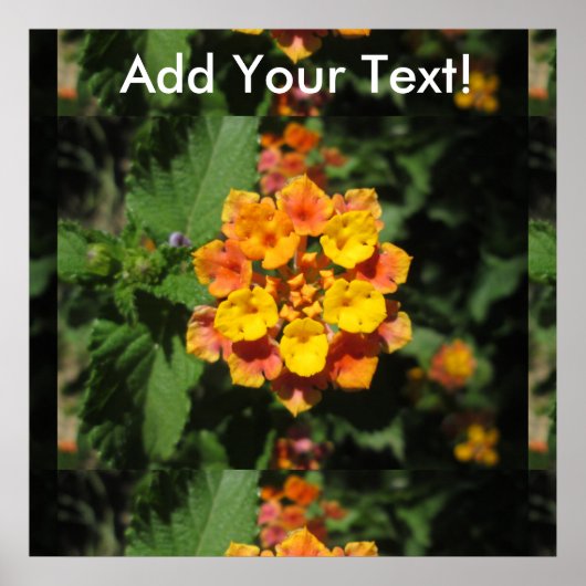 Poster Lantana (Devant)