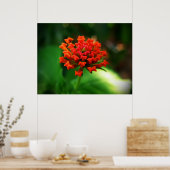 Poster Lantana (Cuisine)