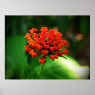 Poster Lantana