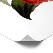 Poster Lapageria rosea (Coin)