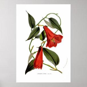Poster Lapageria rosea