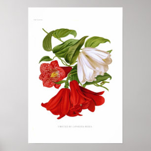 Poster Lapageria rosea. (fleur chilienne)