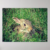 Poster Lapin (Devant)