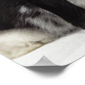 Poster Lapin à oreilles naines penché au-dessus de la lop (Coin)