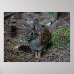 Poster Lapin assis à côté des pins