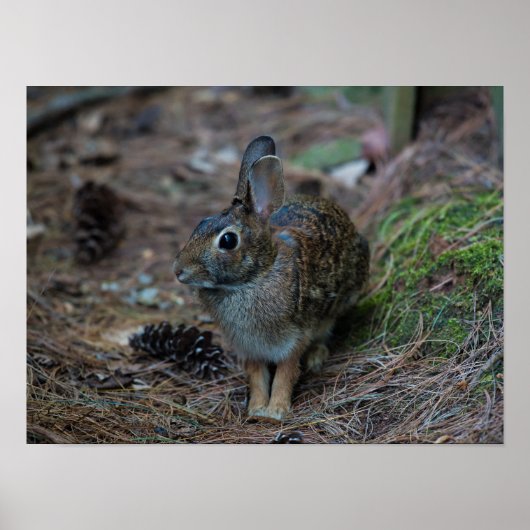 Poster Lapin assis à côté des pins (Devant)