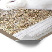 Poster Lapin blanc mou (Coin)