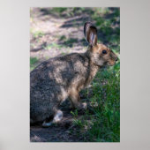 Poster Lapin Brown, Repos dans la nature (Devant)