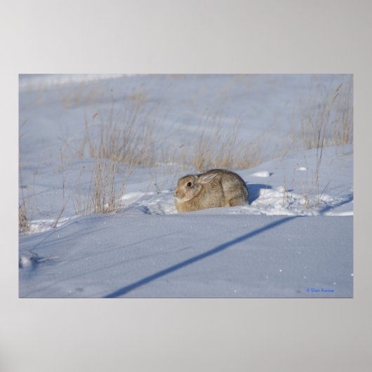 Poster Lapin Cottontail R5 dans la neige (Devant)