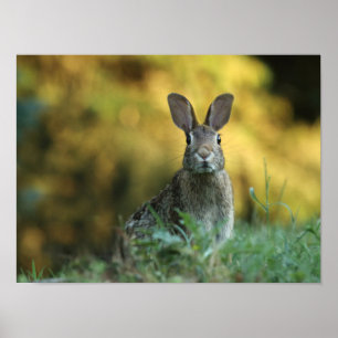 Poster Lapin dans l'herbe