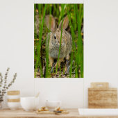 Poster Lapin de Cottontail du désert (Cuisine)
