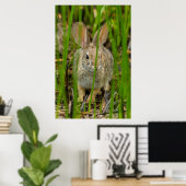 Poster Lapin de Cottontail du désert (Bureau à domicile)