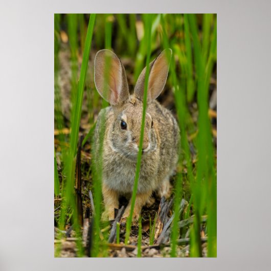 Poster Lapin de Cottontail du désert (Devant)