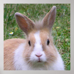 Poster lapin doux