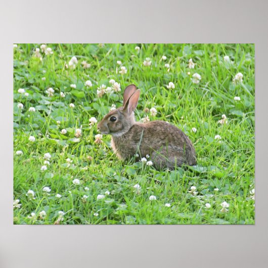 Poster Lapin et trèfle***** (Devant)