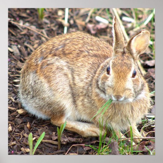 Poster Lapin Lapin (Devant)