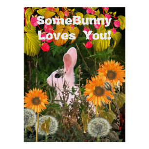 Poster Lapin Lapin Animal Wildlife