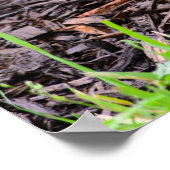 Poster lapin lapin bébé (Coin)