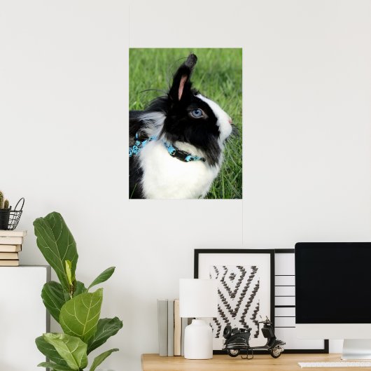 Poster Lapin Lapin Lionhead noir et blanc Fluffy (Bureau à domicile)