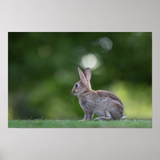 Poster Lapin Lapin Photo Faune (Devant)