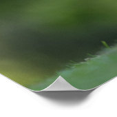 Poster Lapin Lapin Photo Faune (Coin)