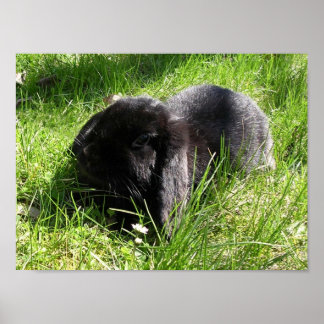 Poster Lapin noir