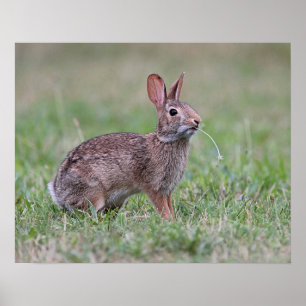 Poster Lapin sauvage