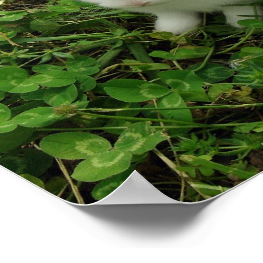 Poster Lapin shamrock (Coin)