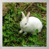 Poster Lapin shamrock (Devant)
