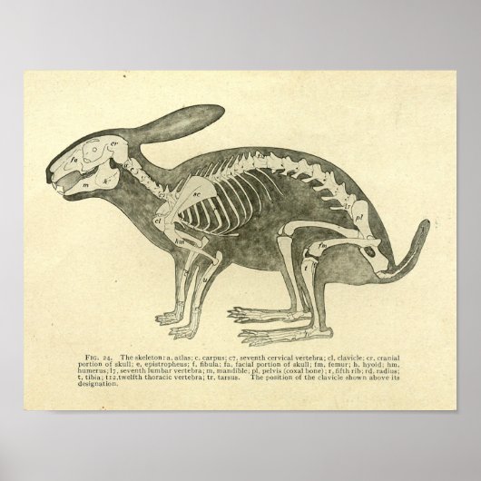 Poster Lapin Squelette Anatomie Vintage Vétérinaire Impri (Devant)