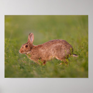 Poster Lapin sur l'affiche de prairie