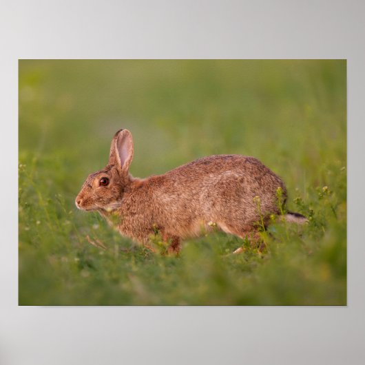 Poster Lapin sur l'affiche de prairie (Devant)