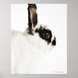 Poster Lapin Wooly du Jersey
