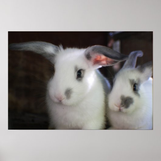 Poster Lapins (Devant)