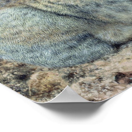 Poster Lapins (Coin)