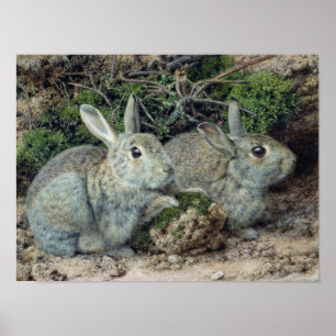 Poster Lapins