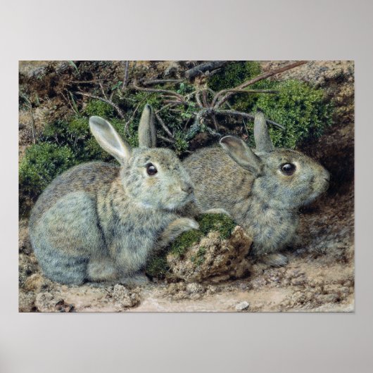 Poster Lapins (Devant)