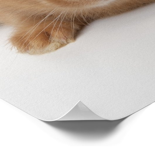 Poster Lapins.Nains-Pays-Bas. (Coin)