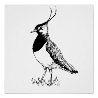 Poster Lapwing Monochrome Print