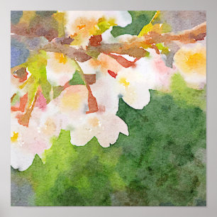 Poster L'aquarelle Sakura de fleurs de cerisier fleurit