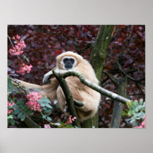 Poster Lar Gibbon, la retraite à la traîne