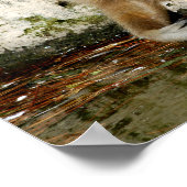 Poster Lar gibbon près de l'étang (Coin)