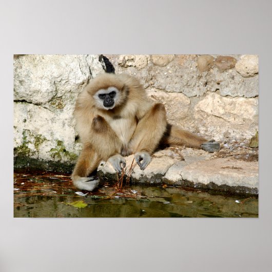 Poster Lar gibbon près de l'étang (Devant)