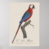 Poster L'Ara Macao / Macao rouge et vert (Devant)