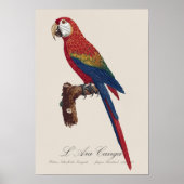 Poster L'Ara Macao / Scarlet Macaw (Devant)