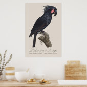 Poster L'Ara Noir a Trompe / Palm Cockatoo (Cuisine)