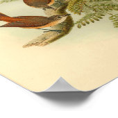 Poster Larat Fantail Flycatcher Red Bird Vintage Imprimer (Coin)